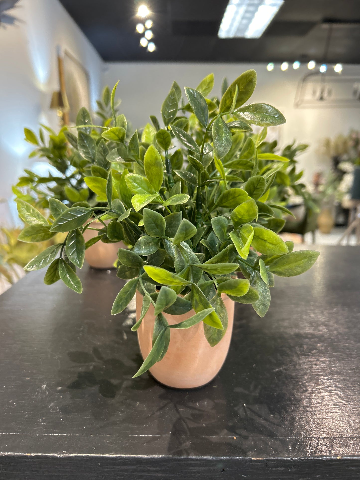 Assorted Herbs in Terracotta Pot