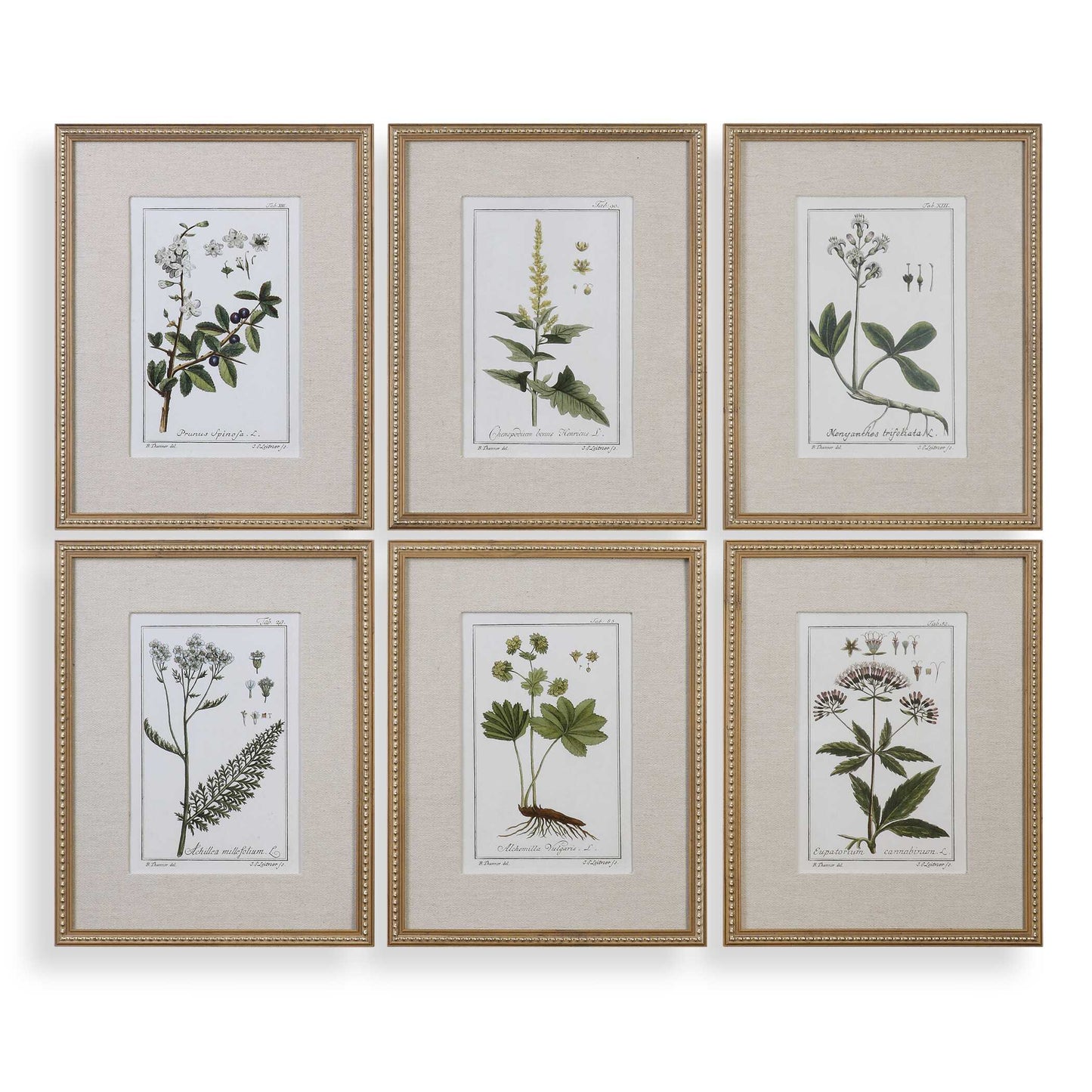 Uttermost Green Floral Botanical Study Prints Set/6