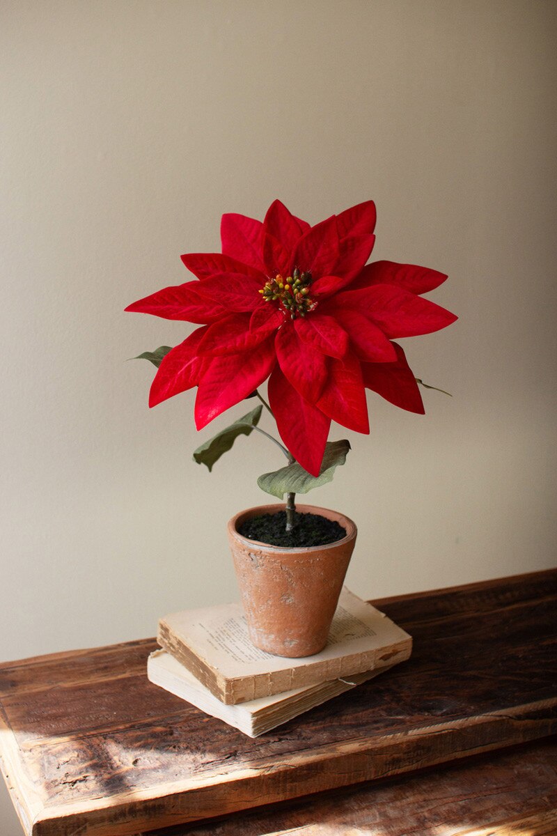 Red Poinsettia In Cement Pot