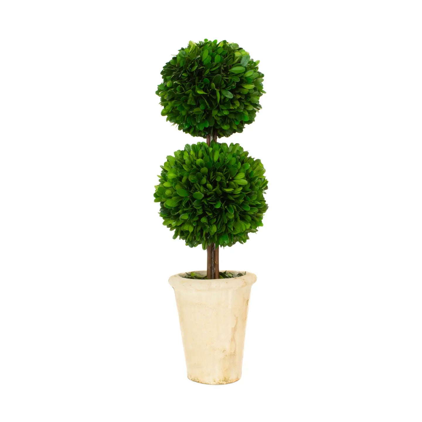 Preserved Boxwood Topiary - Double Ball - 20"