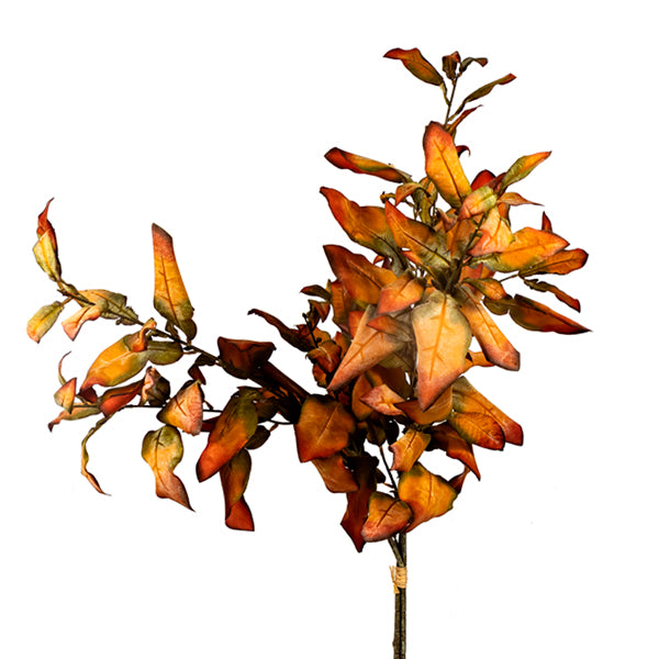 Fall Leaf Bush