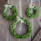 Preserved Boxwood Wreath - Round with Ribbon