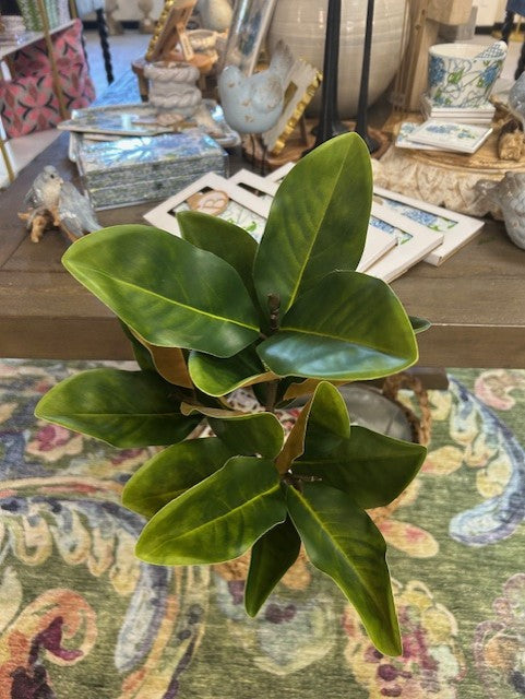 Magnolia Leaf Stems