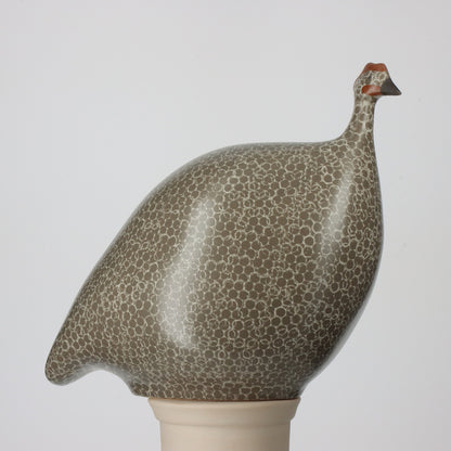 French Guinea Fowl Grey