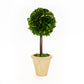 Preserved Boxwood Topiary - Single Ball - 16"