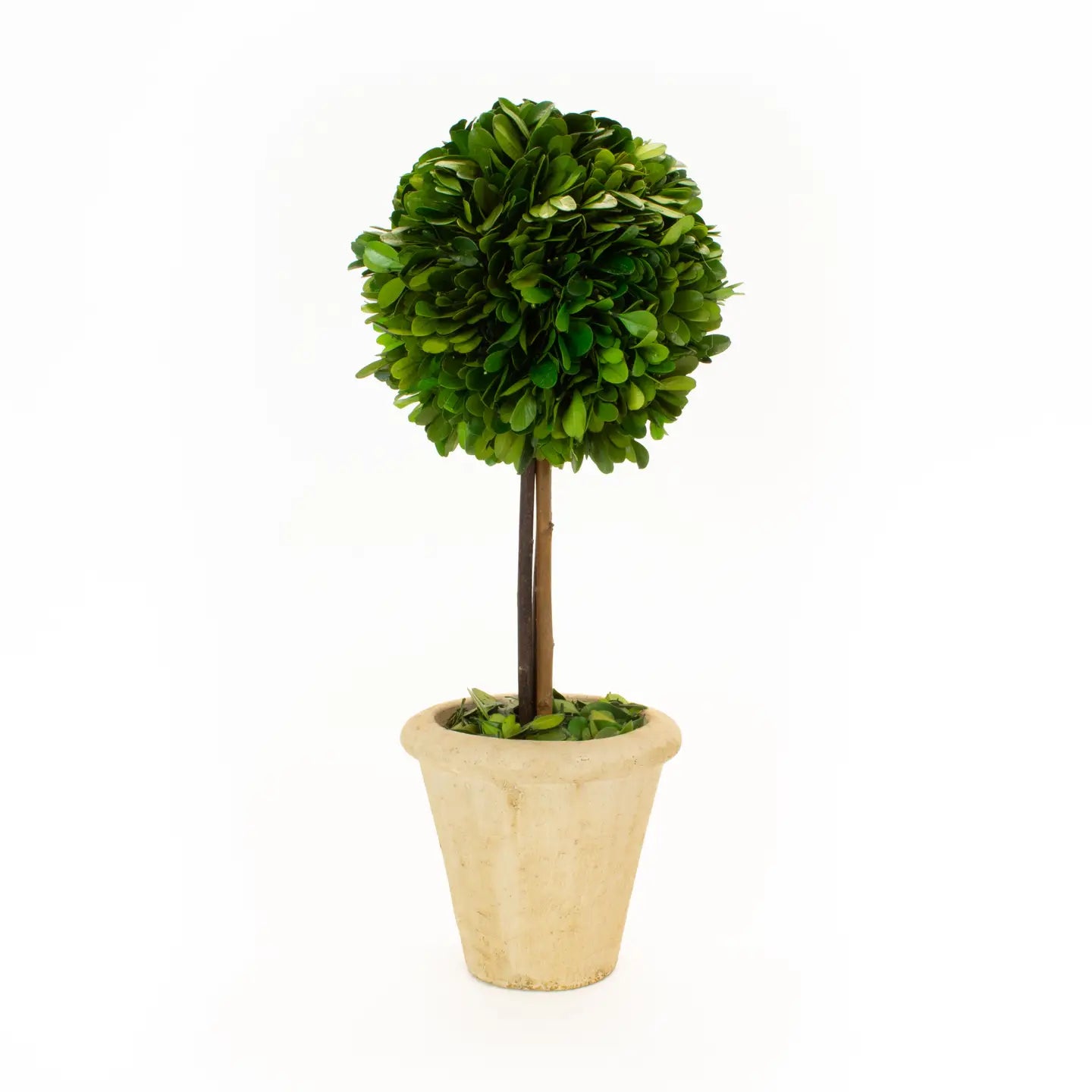Preserved Boxwood Topiary - Single Ball - 16"