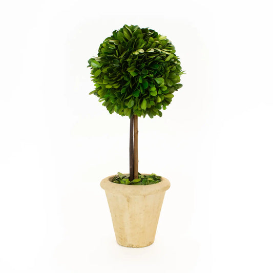 Preserved Boxwood Topiary - Single Ball - 16"