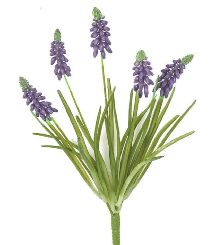 Grape Hyacinth Plant | The Love Your Space Place