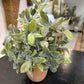 Assorted Herbs in Terracotta Pot