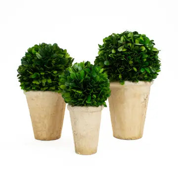Preserved Boxwood