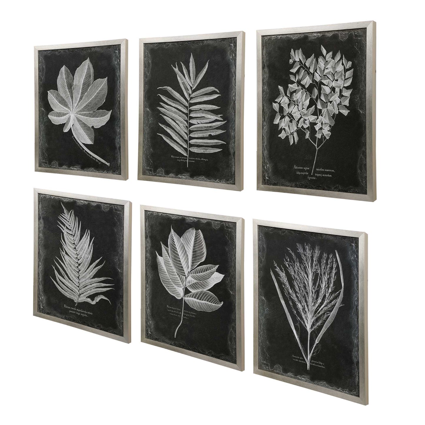 Uttermost Foliage Framed Prints Set/6