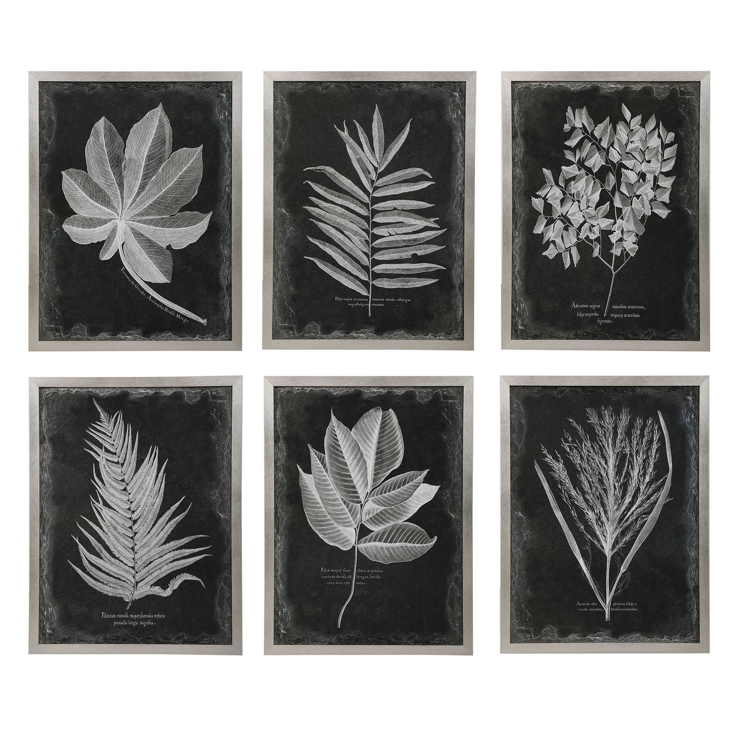 Uttermost Foliage Framed Prints Set/6