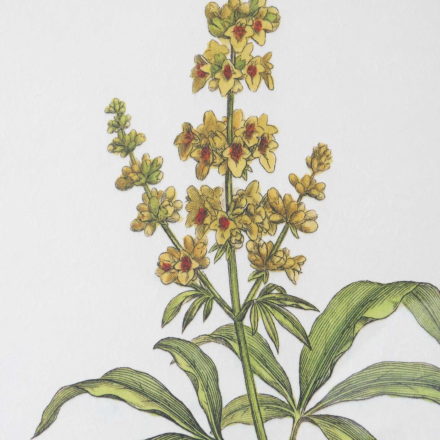 Uttermost Wildflower Study Framed Prints Set/4