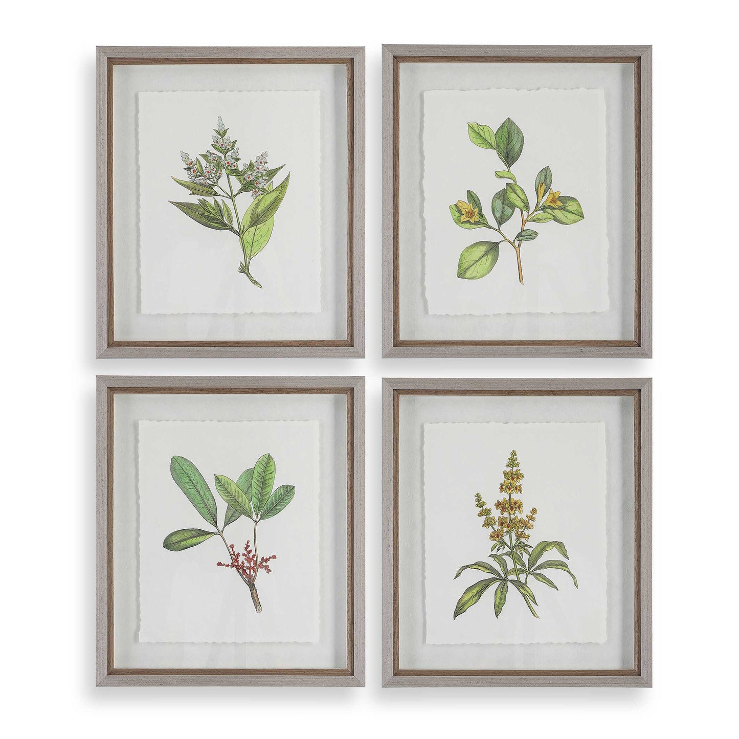 Uttermost Wildflower Study Framed Prints Set/4