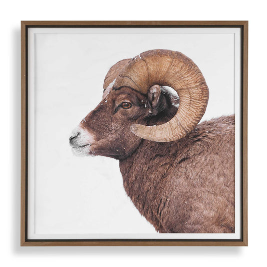 Uttermost Big Horn Sheep Framed Print - Black,Brown,White