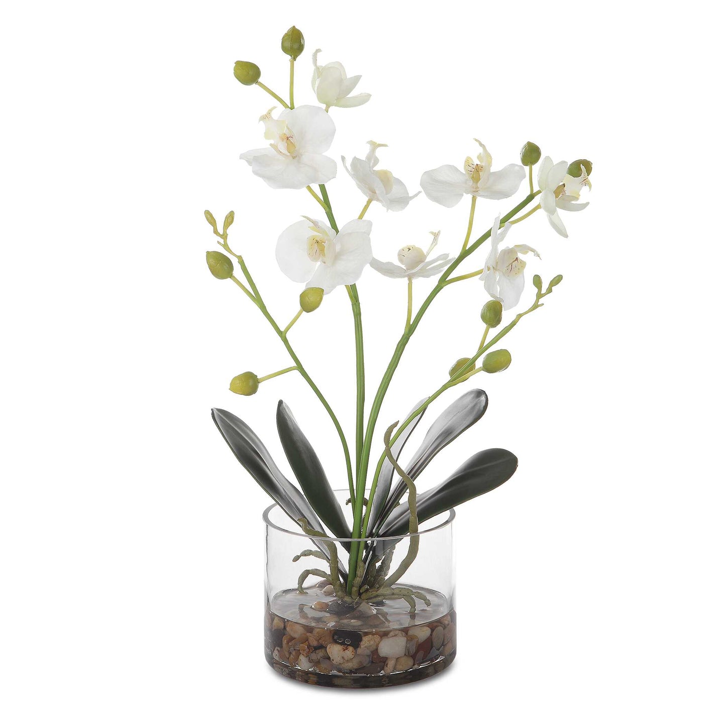 Uttermost Glory Orchid