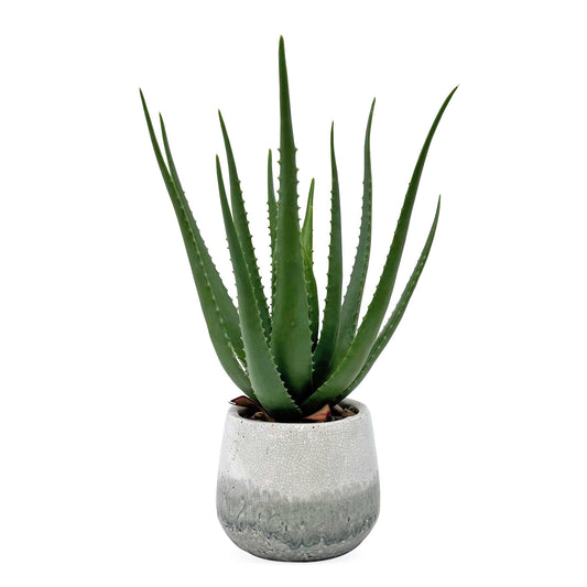Uttermost Veranda Indoor-Outdoor Aloe Plant - Blue,Green