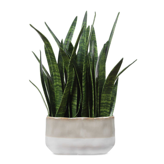 Uttermost Sansera Snake Accent Plant - Green