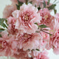 Pink Botanical Stems