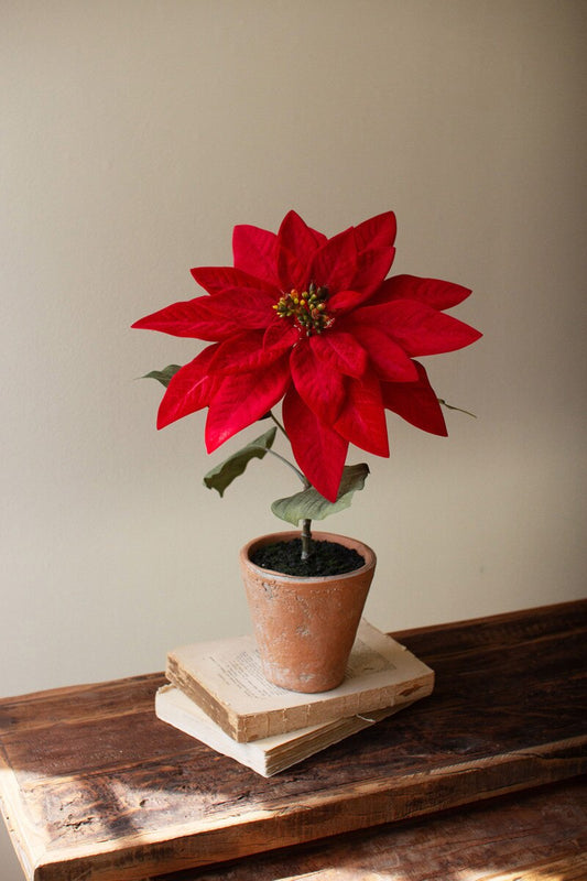 Red Poinsettia In Cement Pot