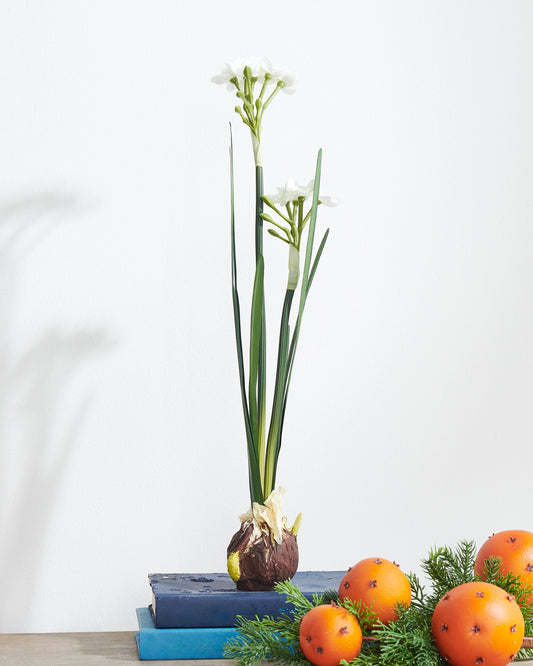18" Paper White Bulb