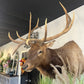 Elk Mount