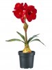 26" UV Potted Velvet Amaryllis Plant with Bud