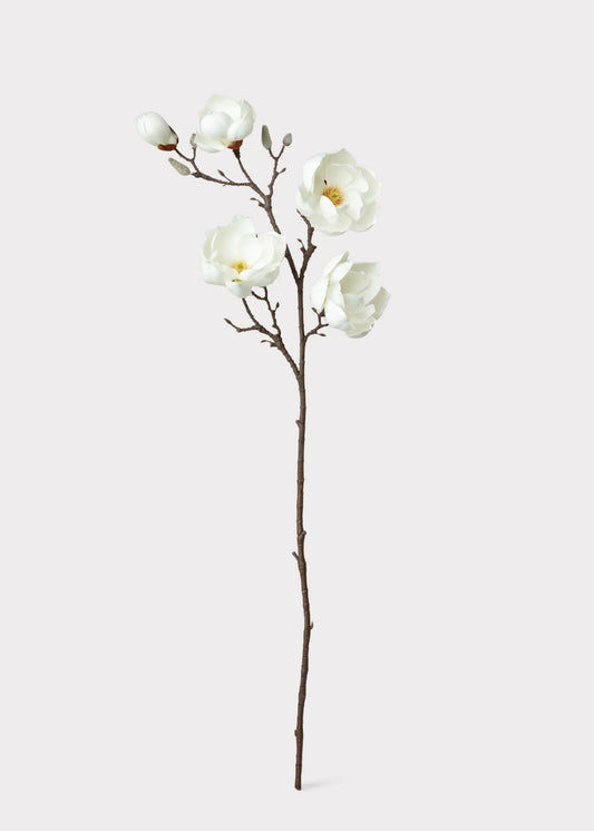Magnolia Stem With Blooms