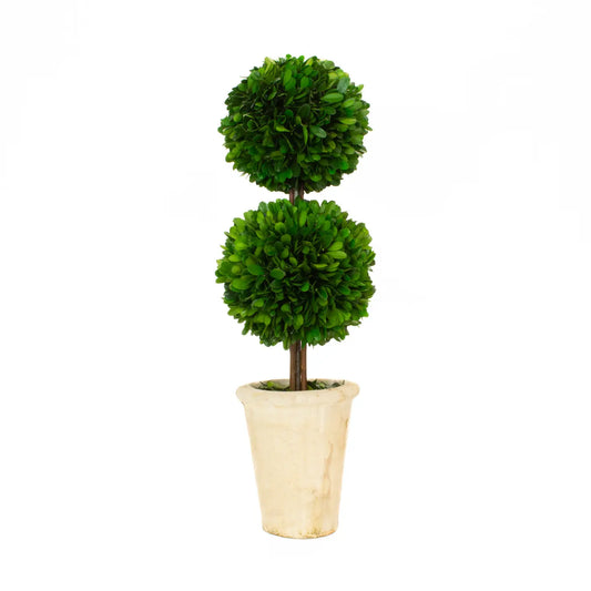 Preserved Boxwood Topiary - Double Ball - 20"