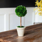 Preserved Boxwood Topiary - Single Ball - 16"