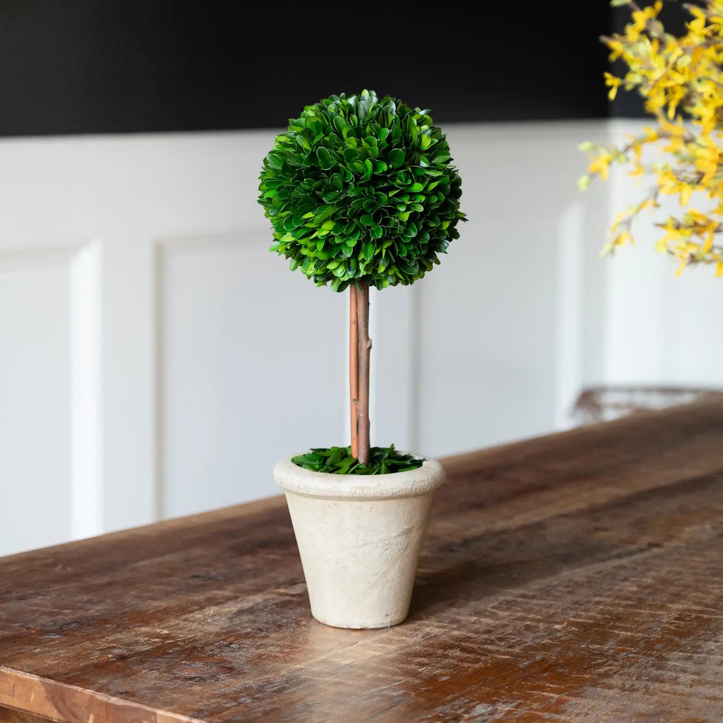 Preserved Boxwood Topiary - Single Ball - 16"