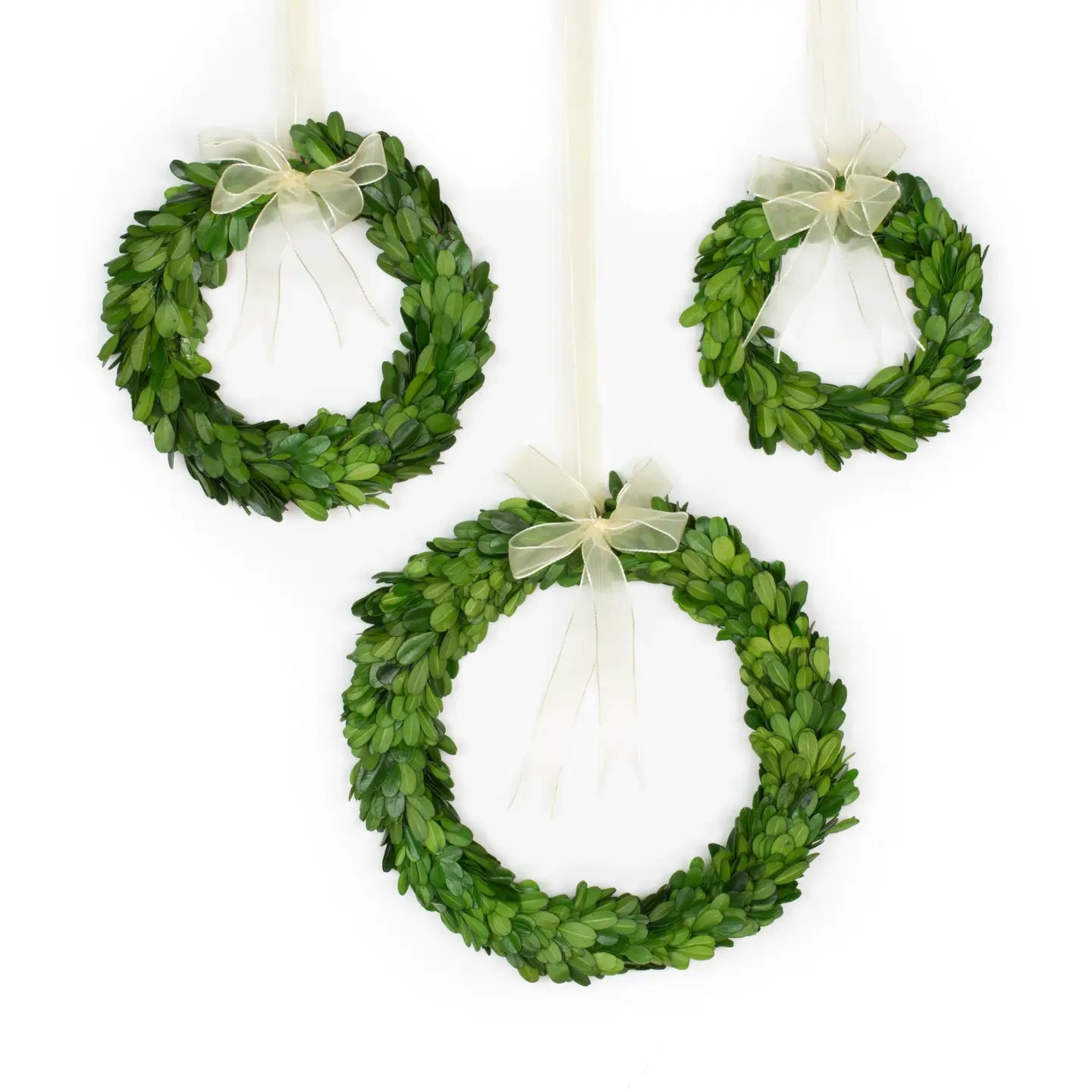 Preserved Boxwood Wreath - Round with Ribbon
