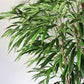 7' Ficus Longifolia Tree