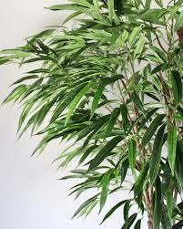 7' Ficus Longifolia Tree