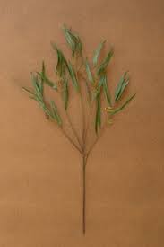 29' Seeded Eucalyptus Spray