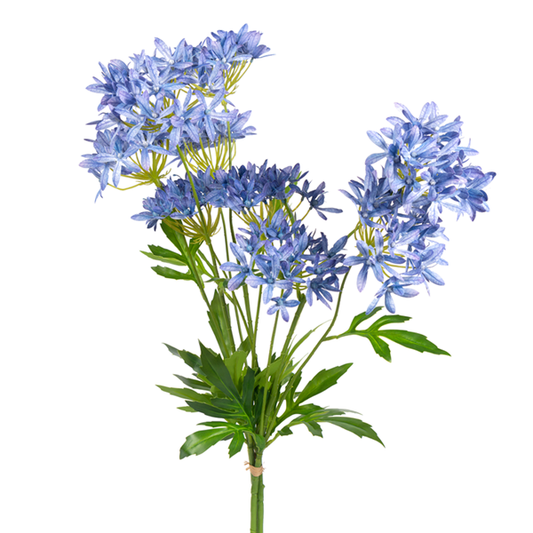 30" Blue Agapanthus
