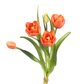 16" Assorted Tulips