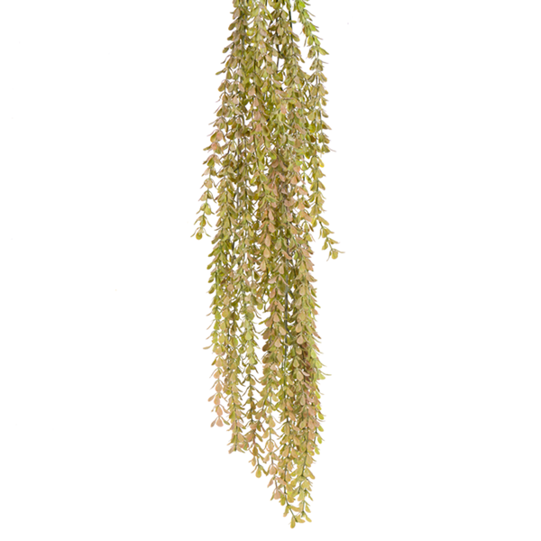 34" HG PRIVET LF