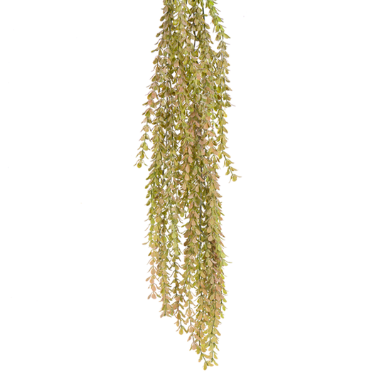 34" HG PRIVET LF