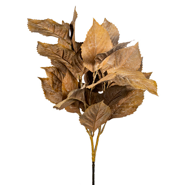 Beige Hydrangea Leaves