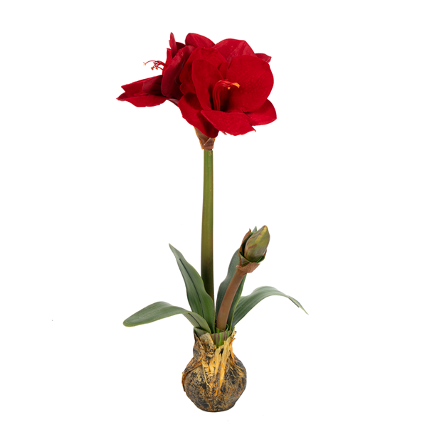 Amaryllis Bulb