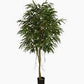 7' Ficus Longifolia Tree