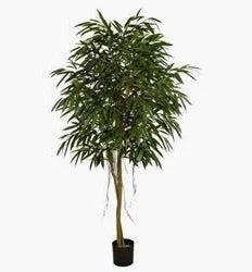7' Ficus Longifolia Tree