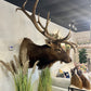 Elk Mount