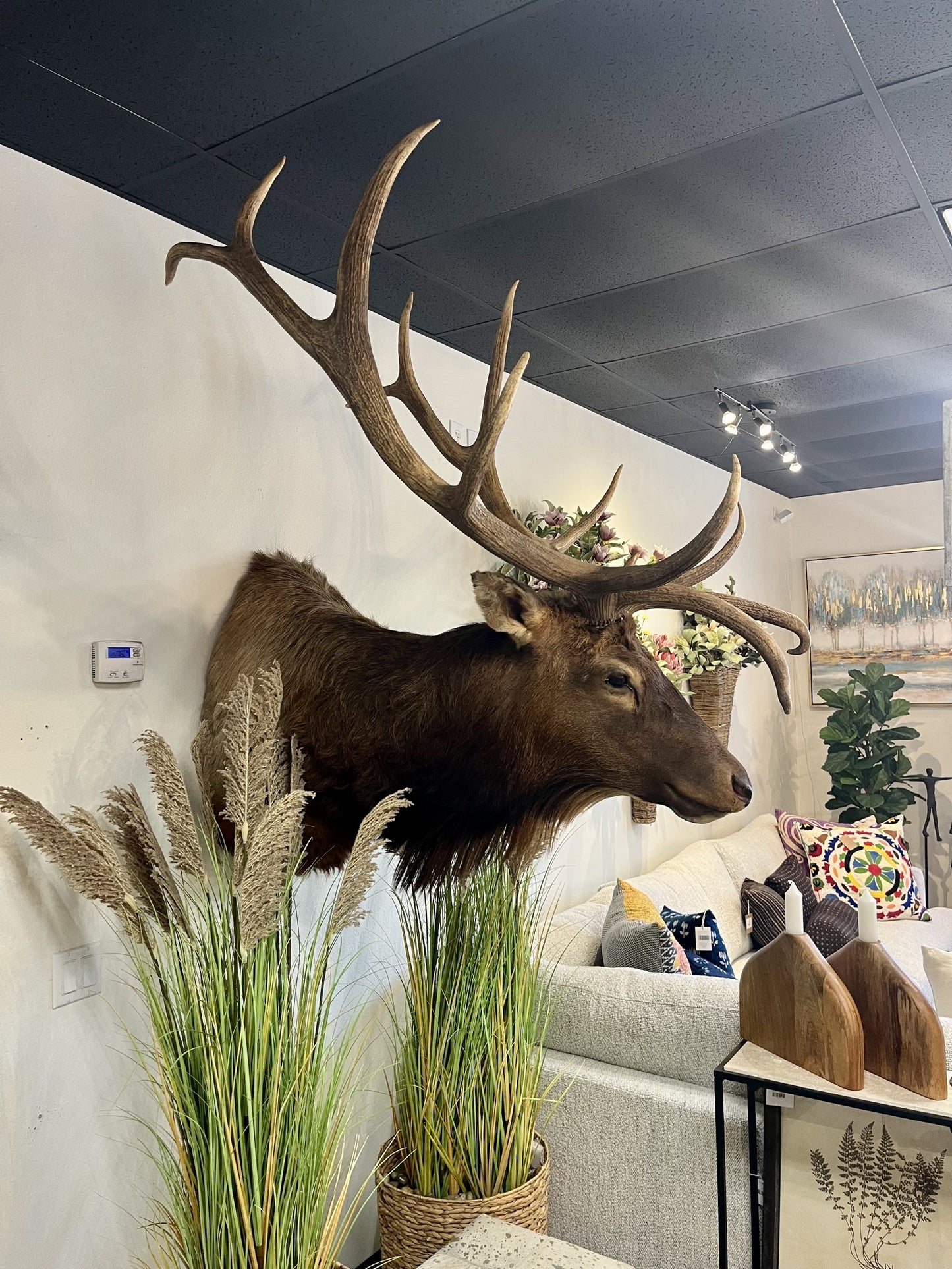 Elk Mount