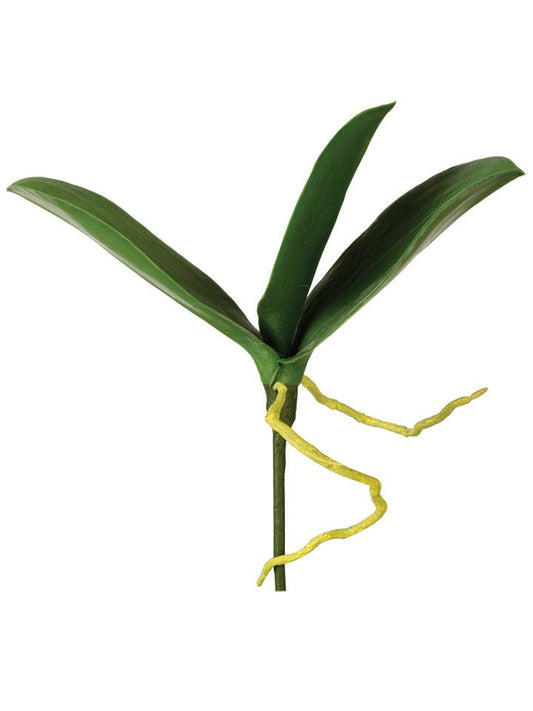 9.5" Phalaenopsis LVS