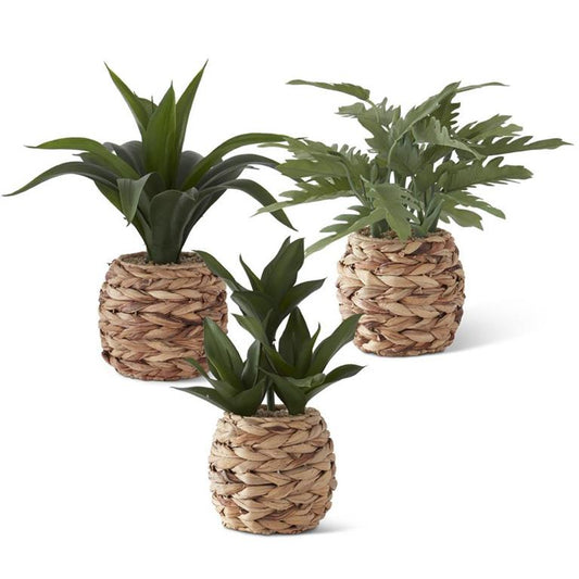 Assorted Foliage in Woven Round Baskets