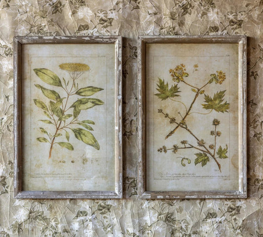 Botanical Prints Set of 2