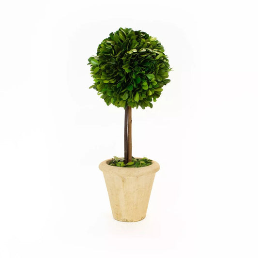Boxwood Topiary 16"