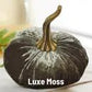 Velvet Pumpkins